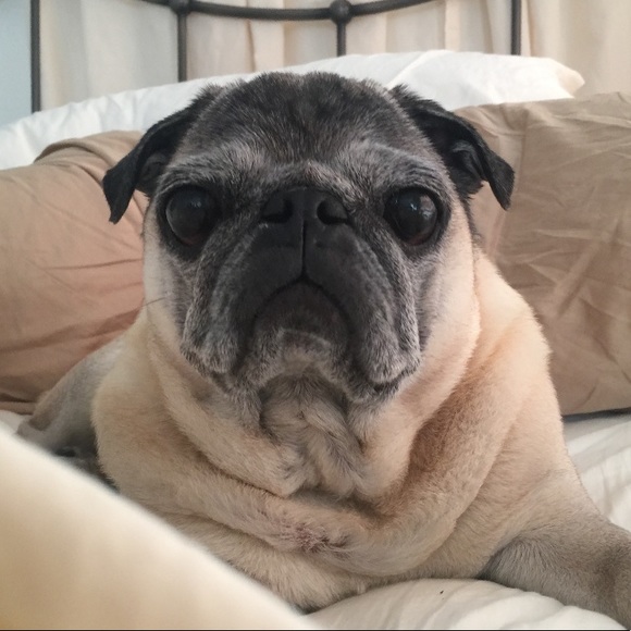 Mother of pugs - Picture 2 of 7